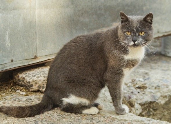 Fluid in Chest (Pleural Effusion) in Cats