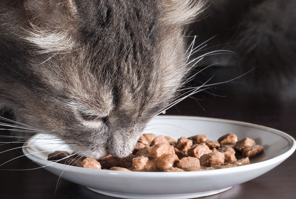 7 Food Tips to Help Sick Pets PetMD