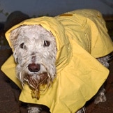 Thunderstorm Season Hits Pets Where it Hurts. But is it OK to Sedate?