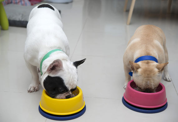 6 Nutrients in Pet Food that Can Harm Your Dog
