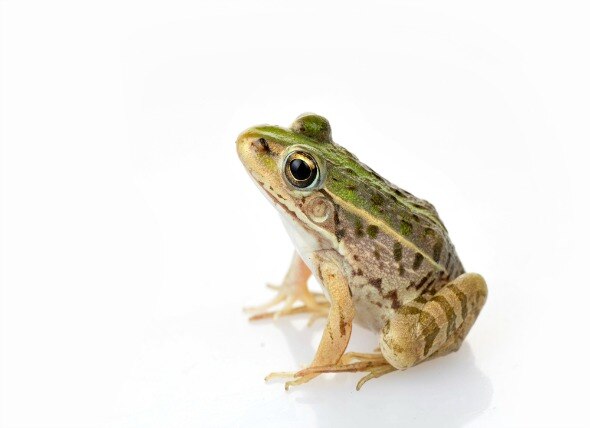 Frog Care 101: What You Need to Know Before You Get a Frog