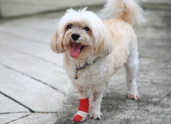 Front Leg Injury in Dogs