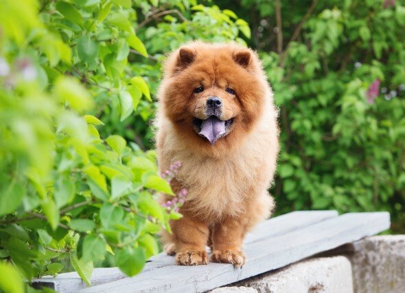 5 Fun Facts About the Chow Chow