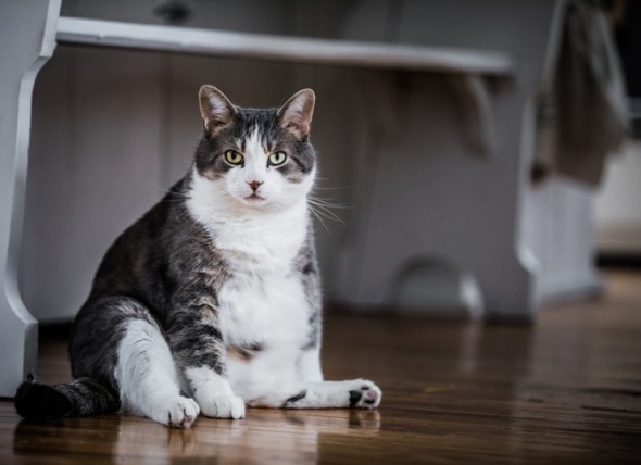 How to Help Your Cat Lose Weight and Keep It Off