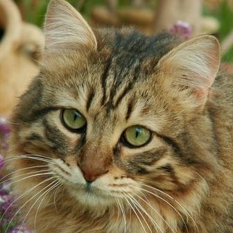 Why I Love Zyrtec for Cats | PetMD