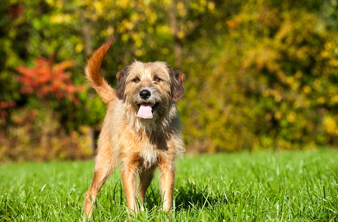 The 6 Most Common Genetic Disorders in Dogs | PetMD