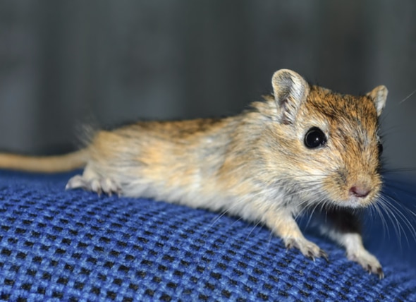 Irritation of the Face and Nose in Gerbils