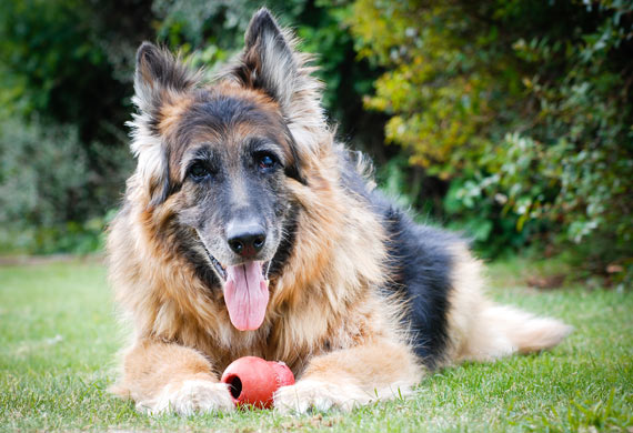 The Best Toys For Senior Dogs - Passionately Pets