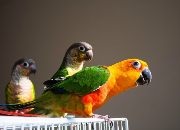 Getting a Second Bird: What You Need to Know | PetMD