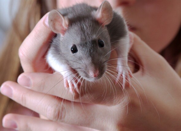 How to Provide Environmental Enrichment for Your Pet Rat