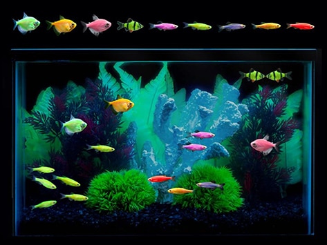 What Are GloFish?