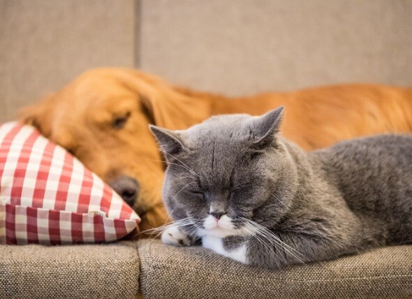 Can Cats Be Allergic to Dogs?