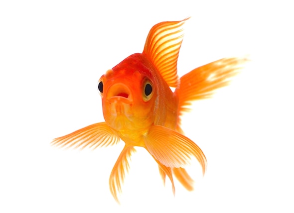Facts About Goldfish | PetMD