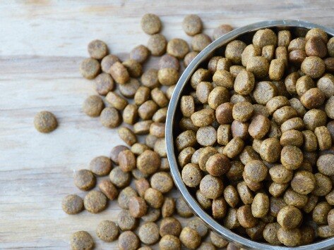 Grains in Dog Food: What You Need to Know