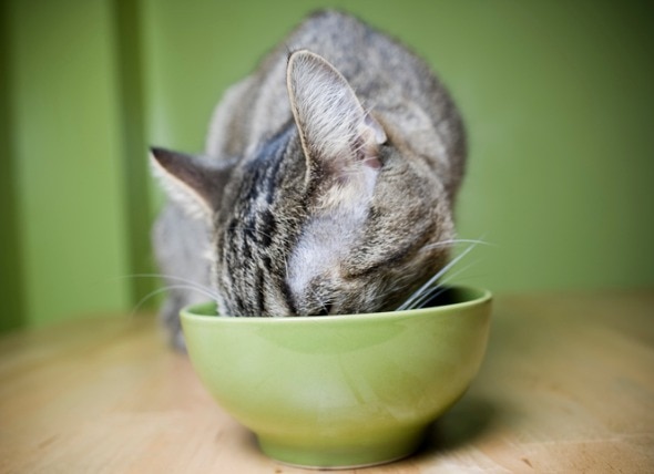 How to Shop Smart for Healthy Cat Food