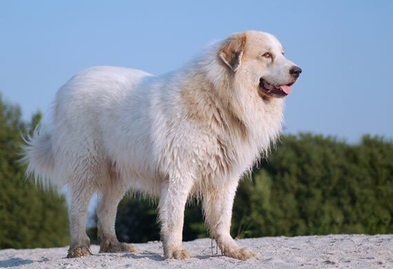 10 Most Common Health Issues for Giant Dogs | PetMD