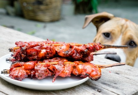 Grill Safety for Pets