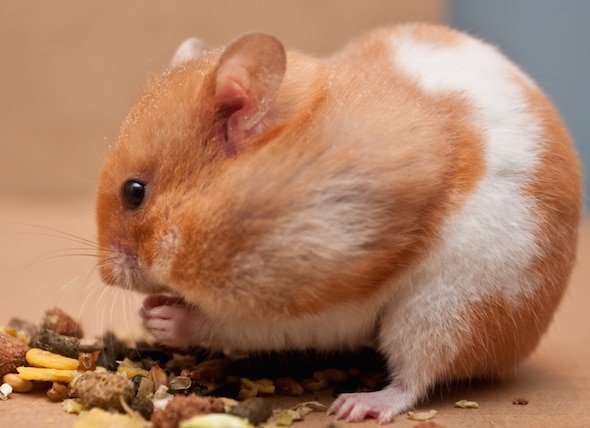 How Much Does a Hamster Cost?