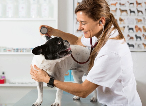Finding the Right Veterinarian – For Your Pet AND for You