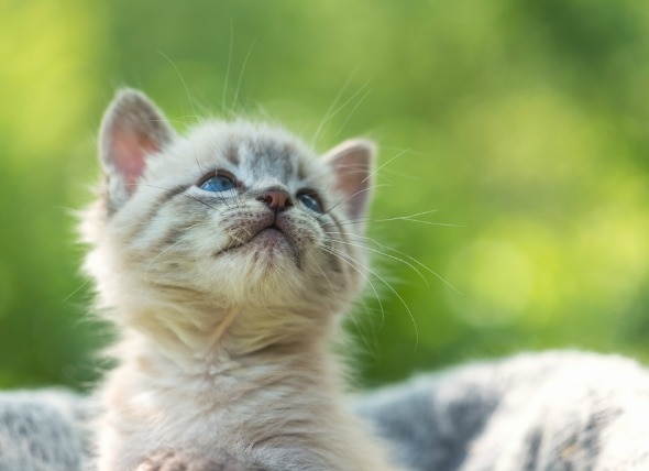 养一只快乐健康的小猫的10个秘诀