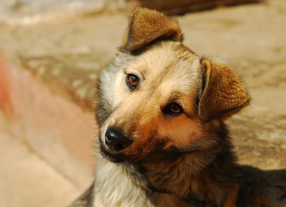 Head Pressing in Dogs Pe