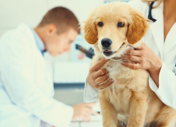 Advancements in Dog Mammary Tumor Therapy