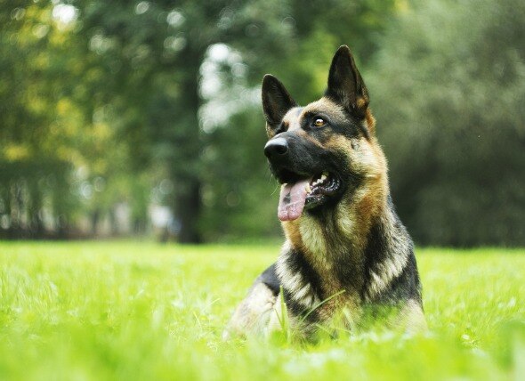 Heart Cancer (Hemagiosarcoma) in Dogs