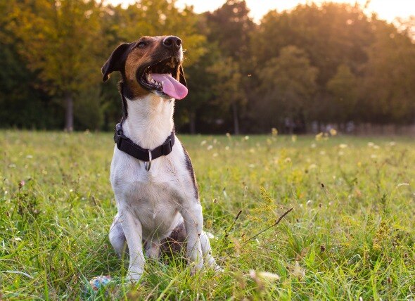 Heat Stroke and Hyperthermia in Dogs