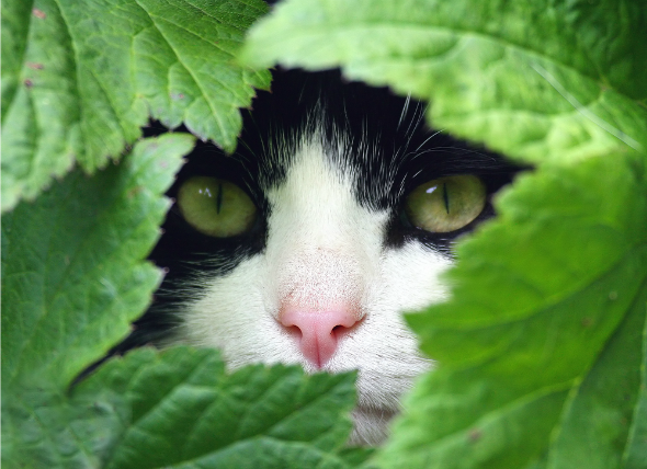How to Calm Down a Cat: 5 Herbs for Cat Stress Relief