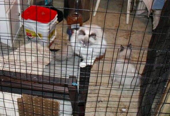 61 Cats and Dogs Seized from Small, 'Filthy' House in Animal Cruelty Case