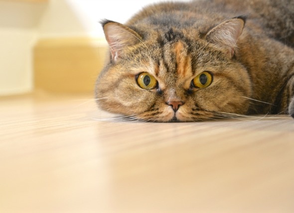 4 Common Home Remedies for Your Cat