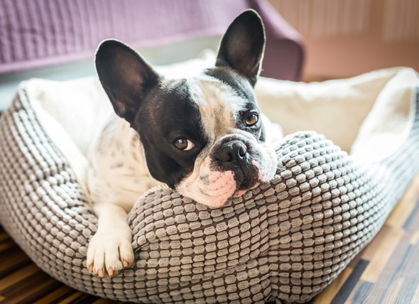 How to Examine Your Dog at Home (and When to See a Vet)