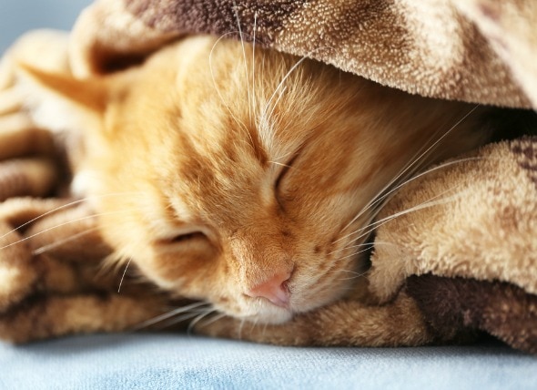 Cat Colds Everything You Need To Know Petmd