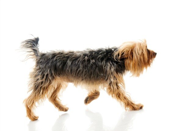 Incoordination of the Legs in Dogs