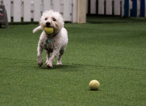 Plans for 17,000-Square-Foot Indoor Dog Park Coming to Omaha