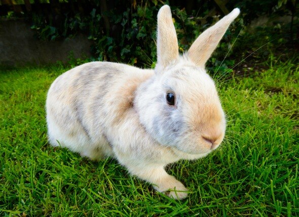 Infection in the Bladder or Urinary Tract in Rabbits