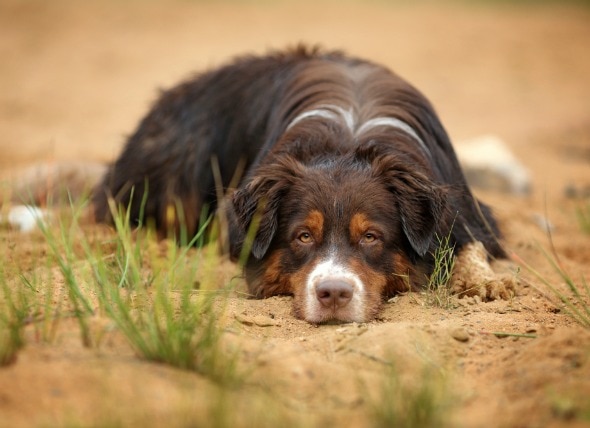 Inflammatory Bowel Disease (IBD) in Dogs