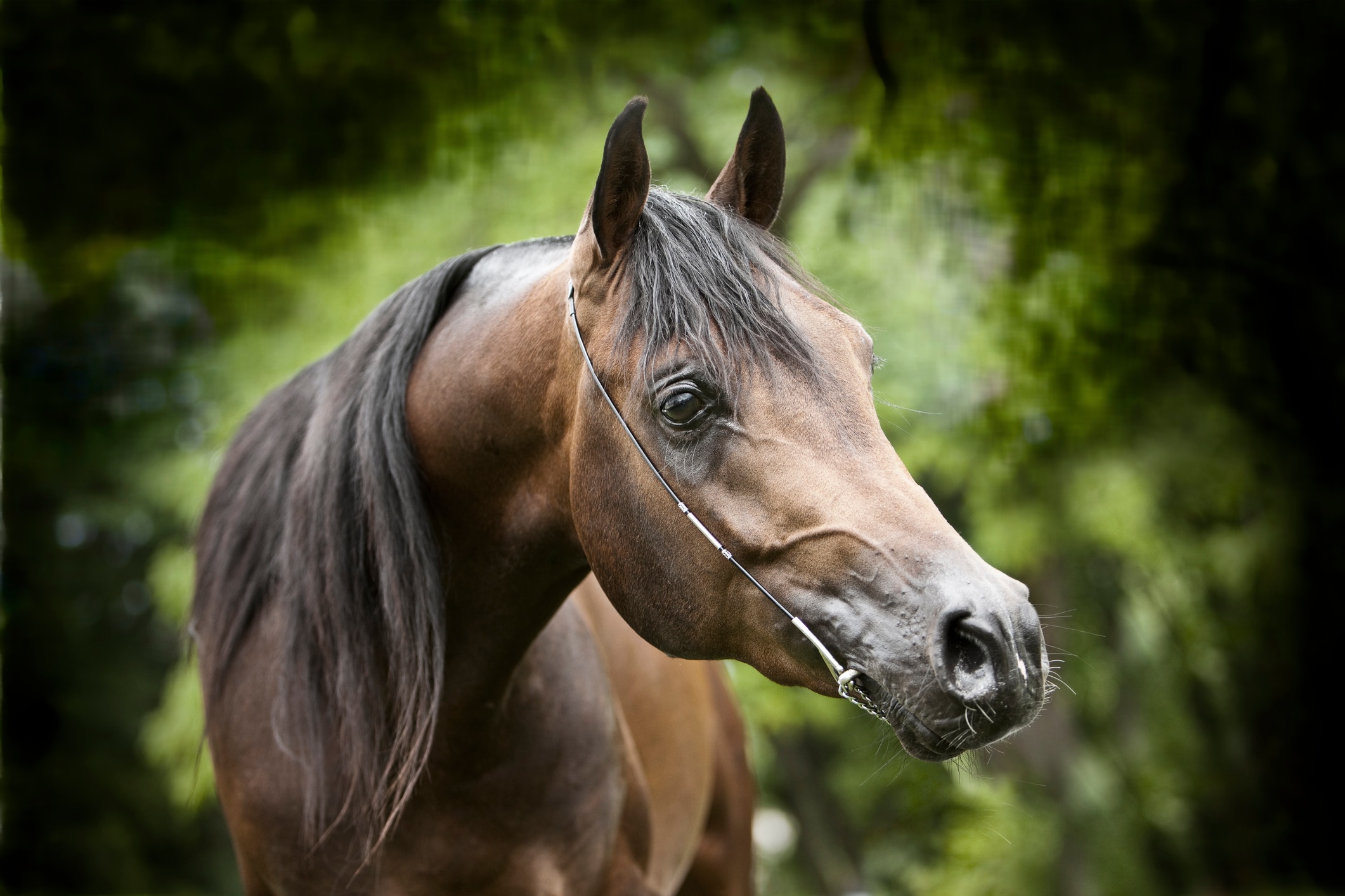 Arabian horse portrait