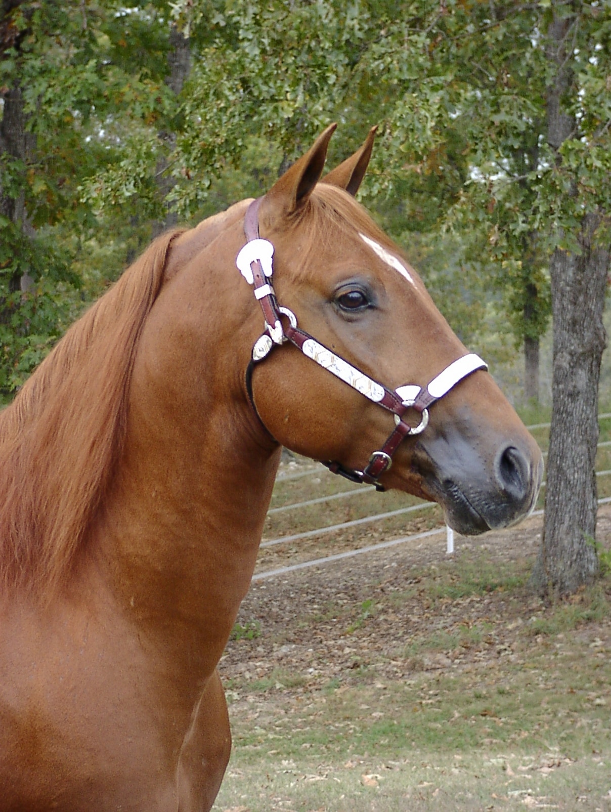 Missouri Fox Trotter headshot wearing halter