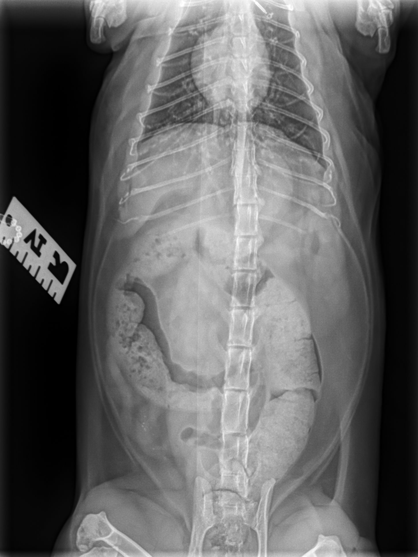 cat constipation; an X-ray of a constipated cat.