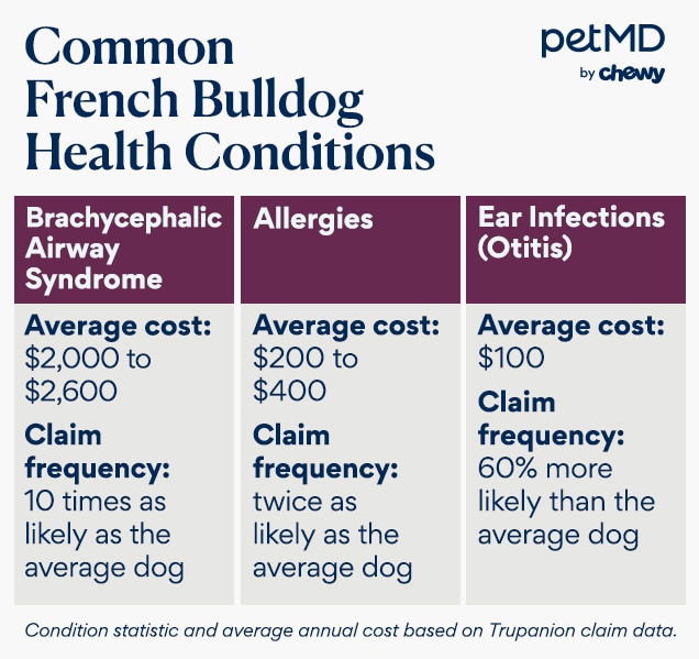 table of a french bulldog's health considerations