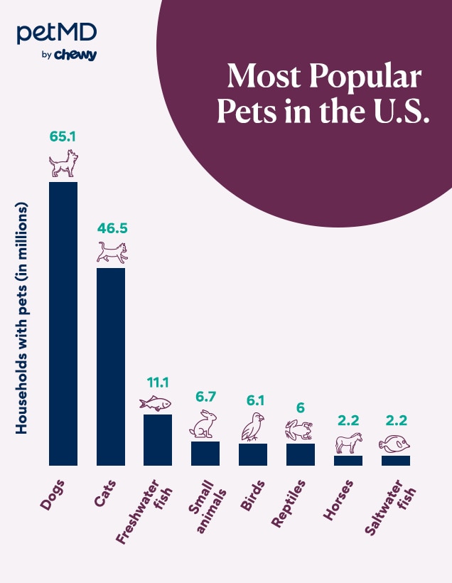 bar graph depicting the most popular pets in the united states