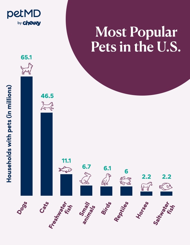 The 8 Most Popular Pets in 2023