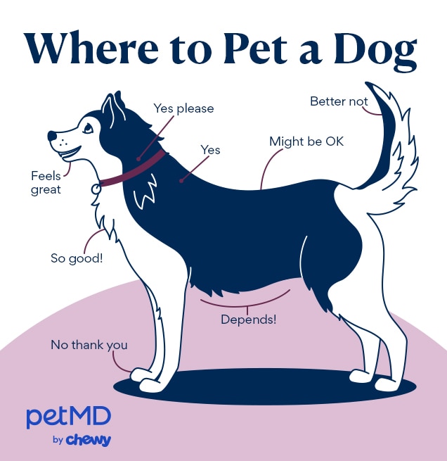 illustration depicting where to pet a dog