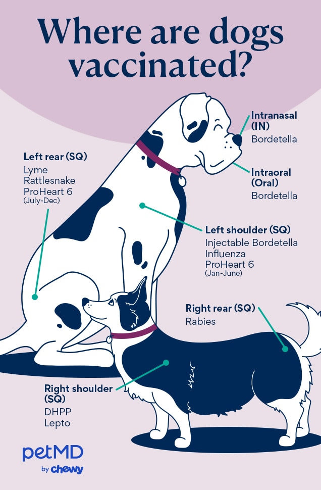A diagram of vaccination sites for dogs.