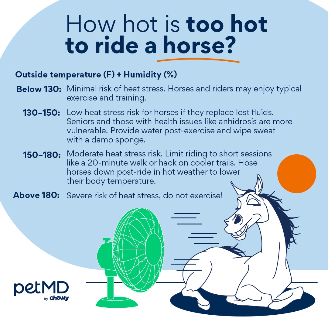 How Hot Is Too Hot To Ride a Horse?