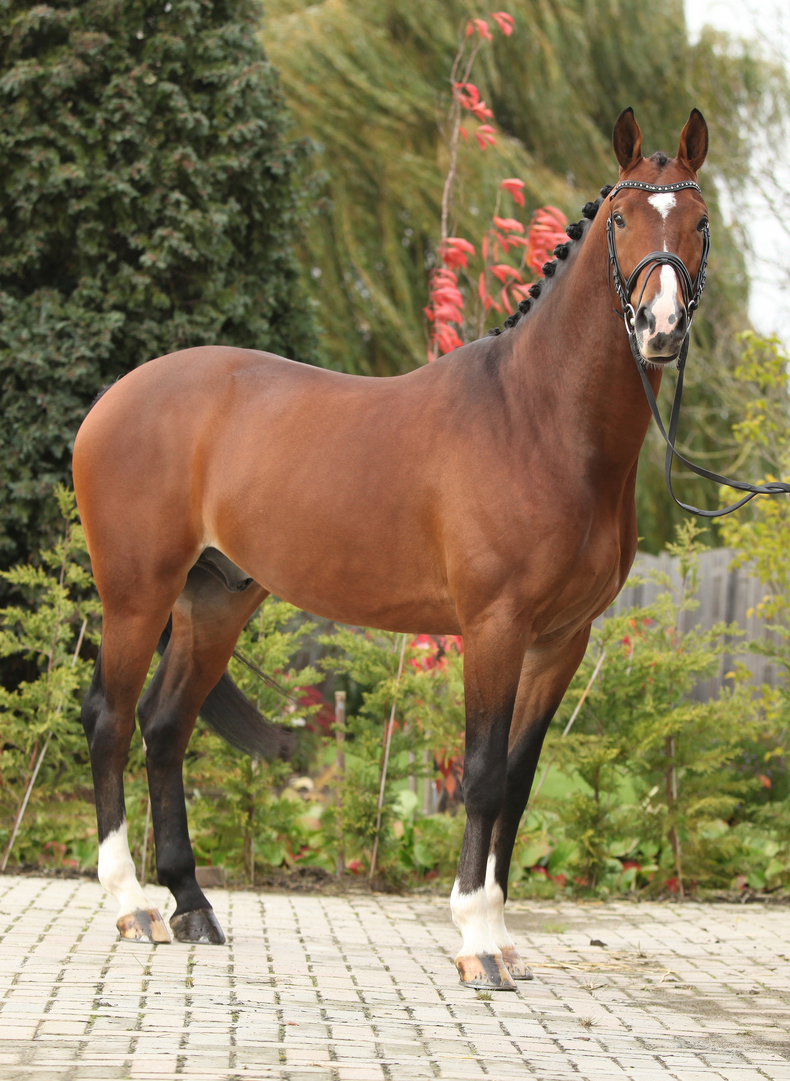 Beautiful dutch warmblood