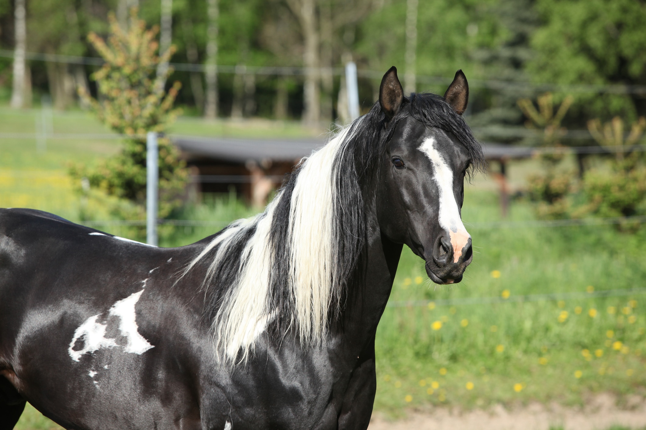Paint horse black and white