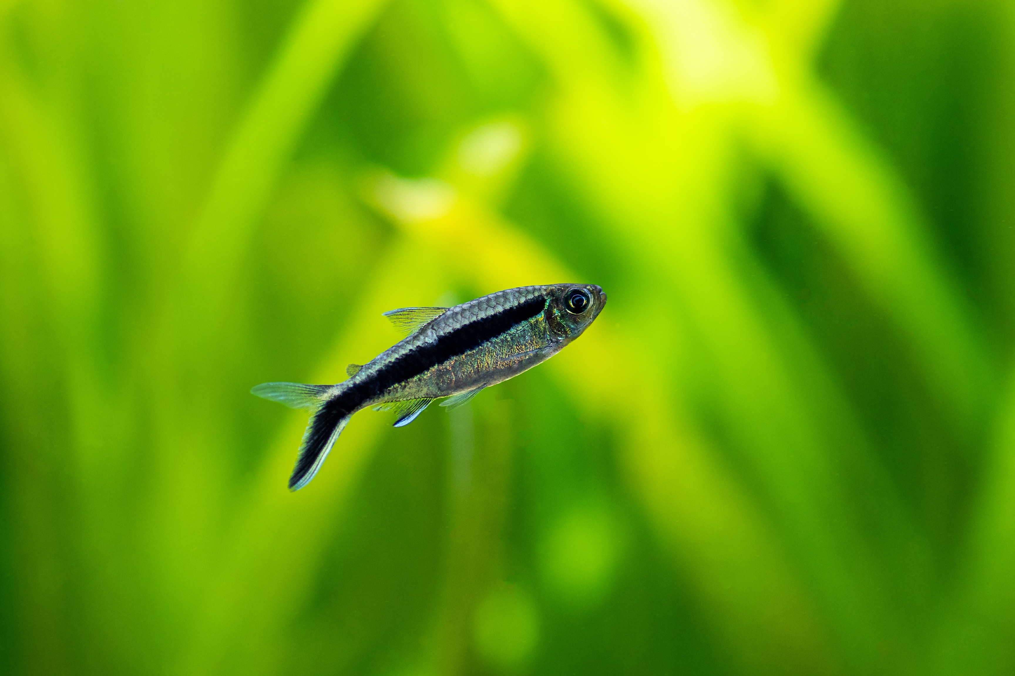 Tetra fish