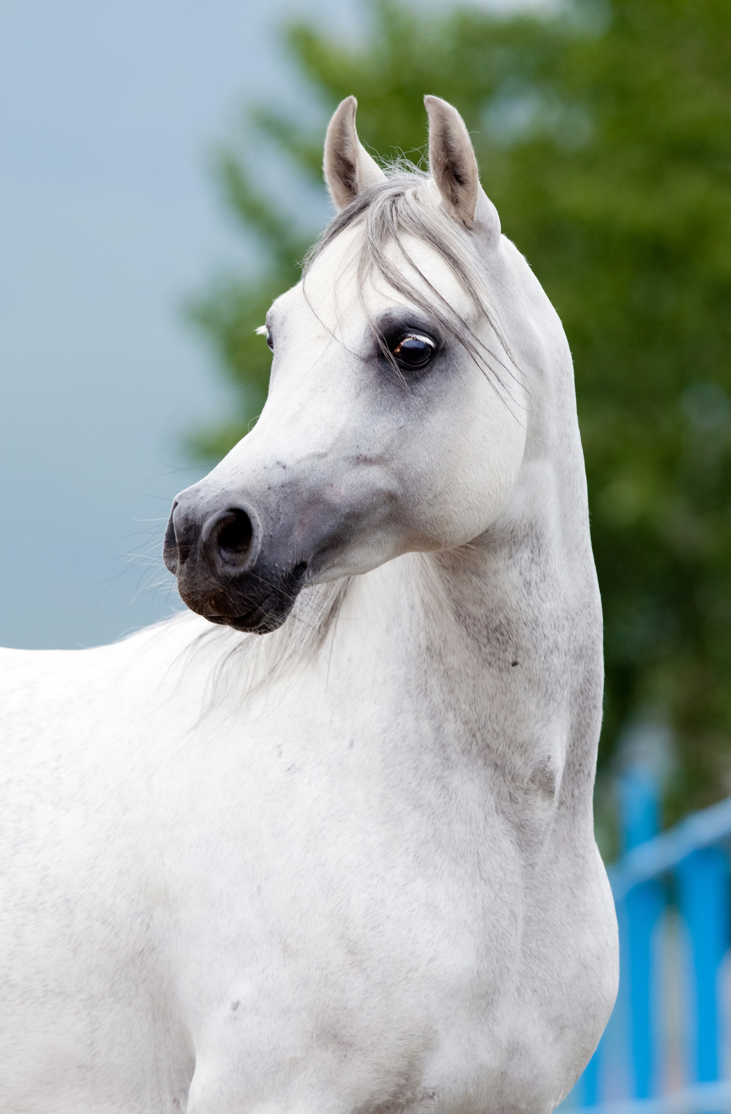 Arabian horse portrait